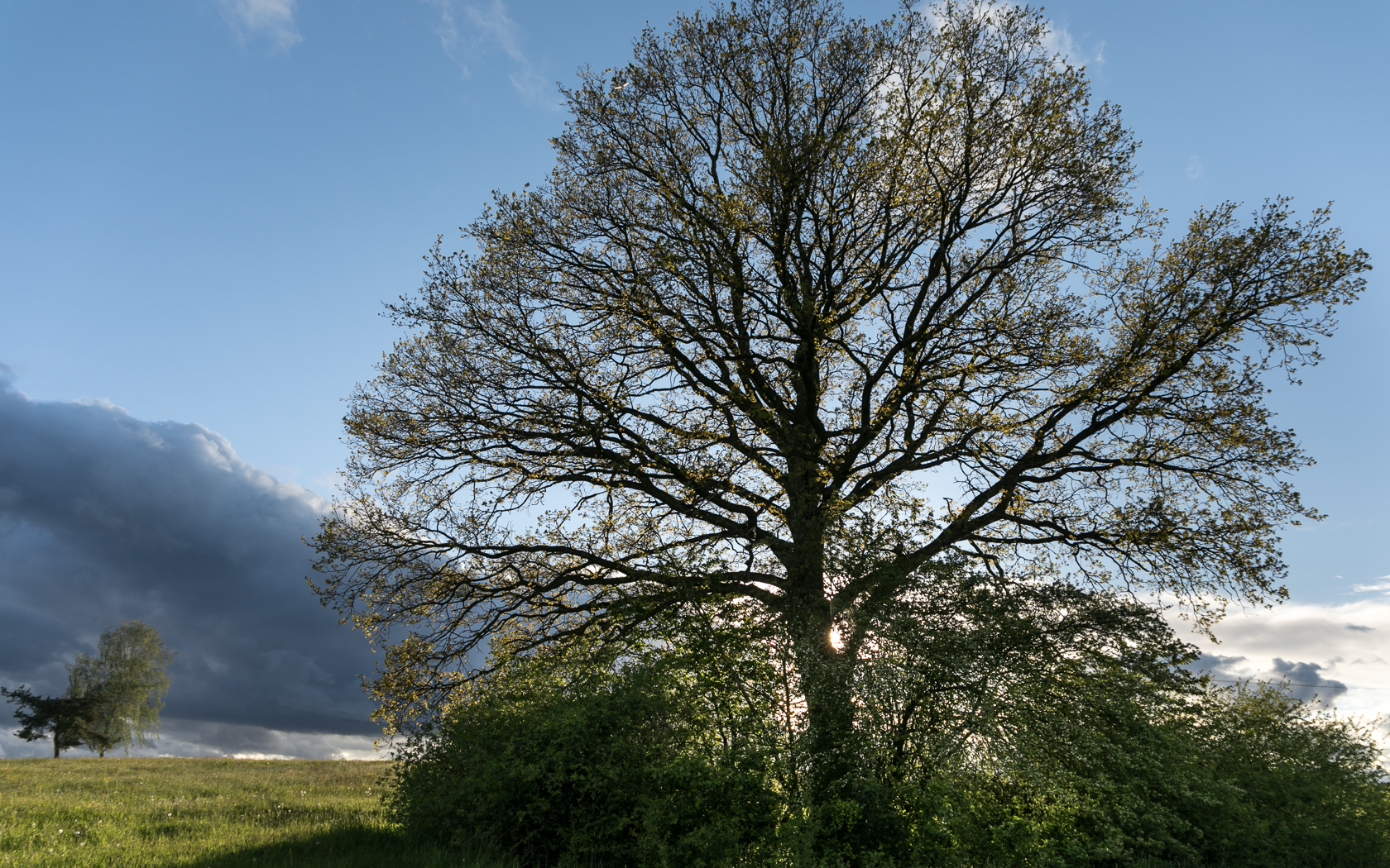 baum_bowoe_gegenlicht