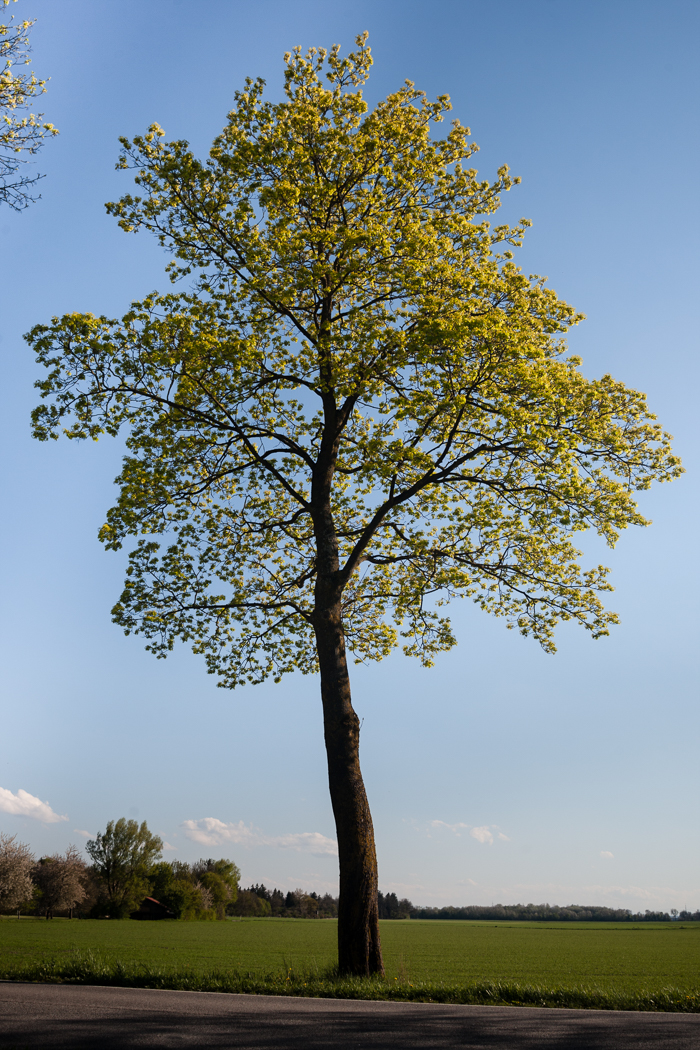 baum_dietersheim_isar_01