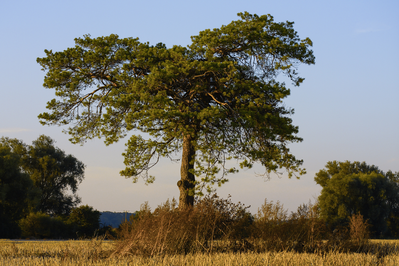 baum_feld_001