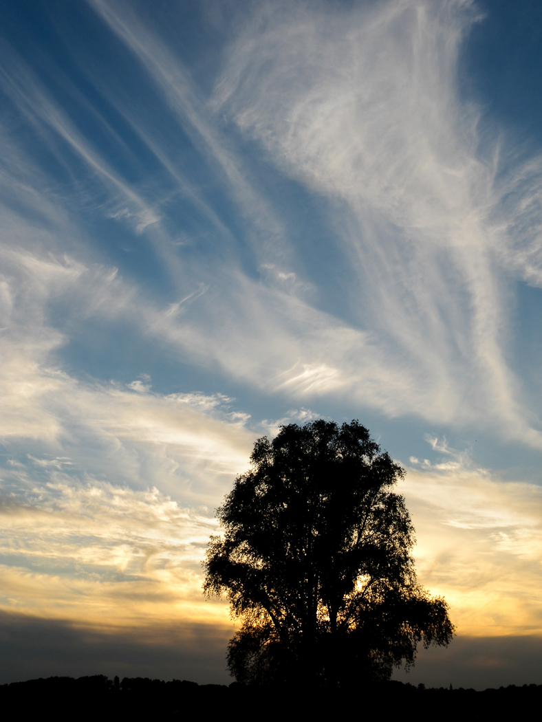 baum_silhouette_g113_abendlicht