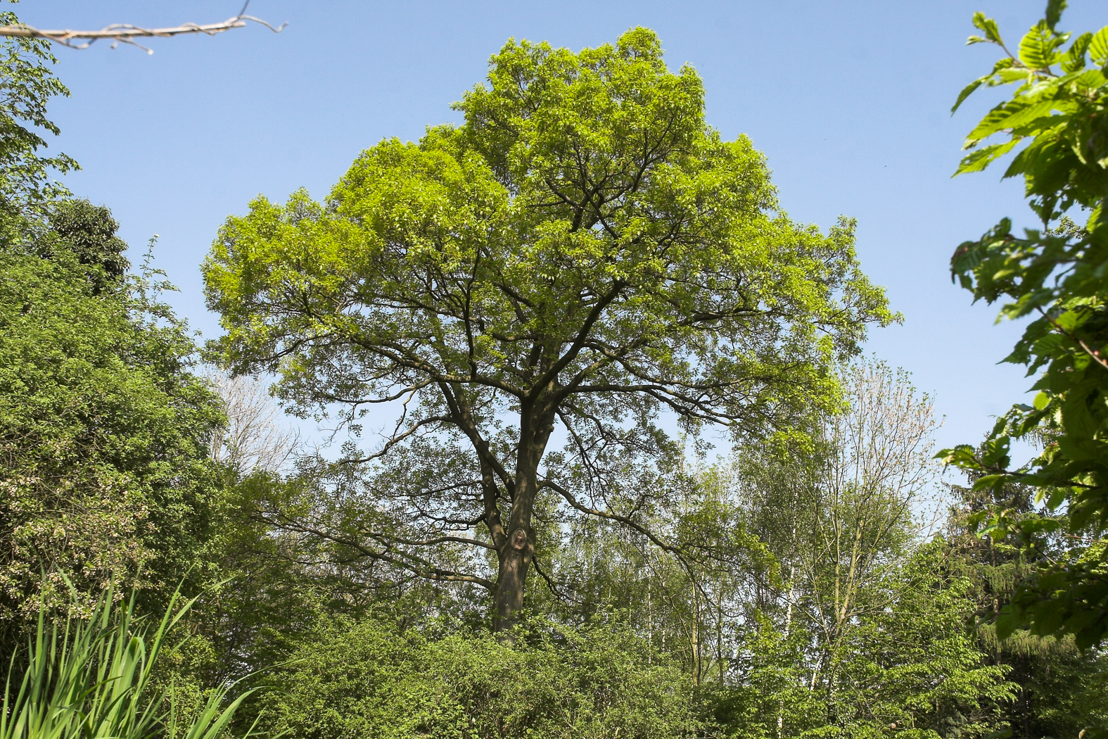 baum_steterburg_2007