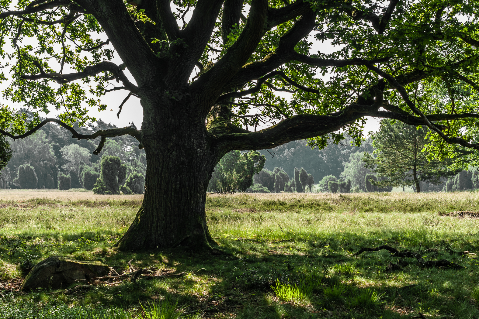 eiche_lueneburger_heide_2