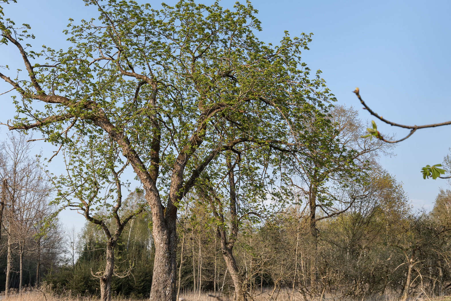 kastanien_frühling_zengermoos