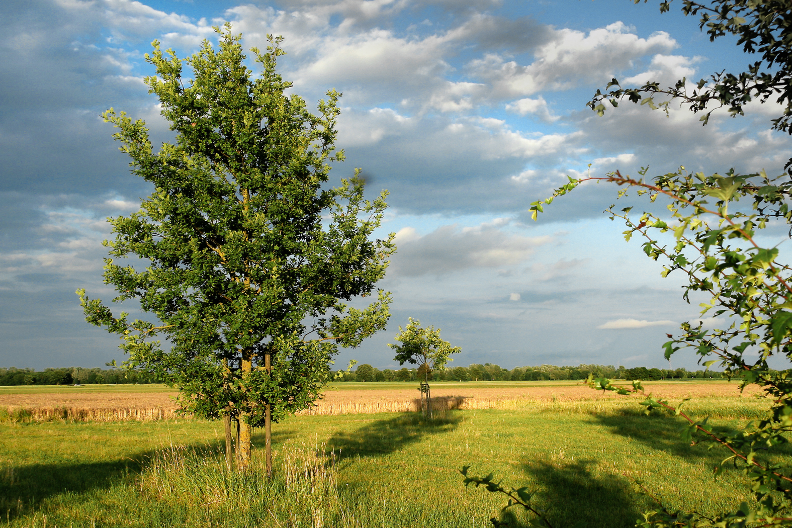 kirschbaeume_abendlicht_22