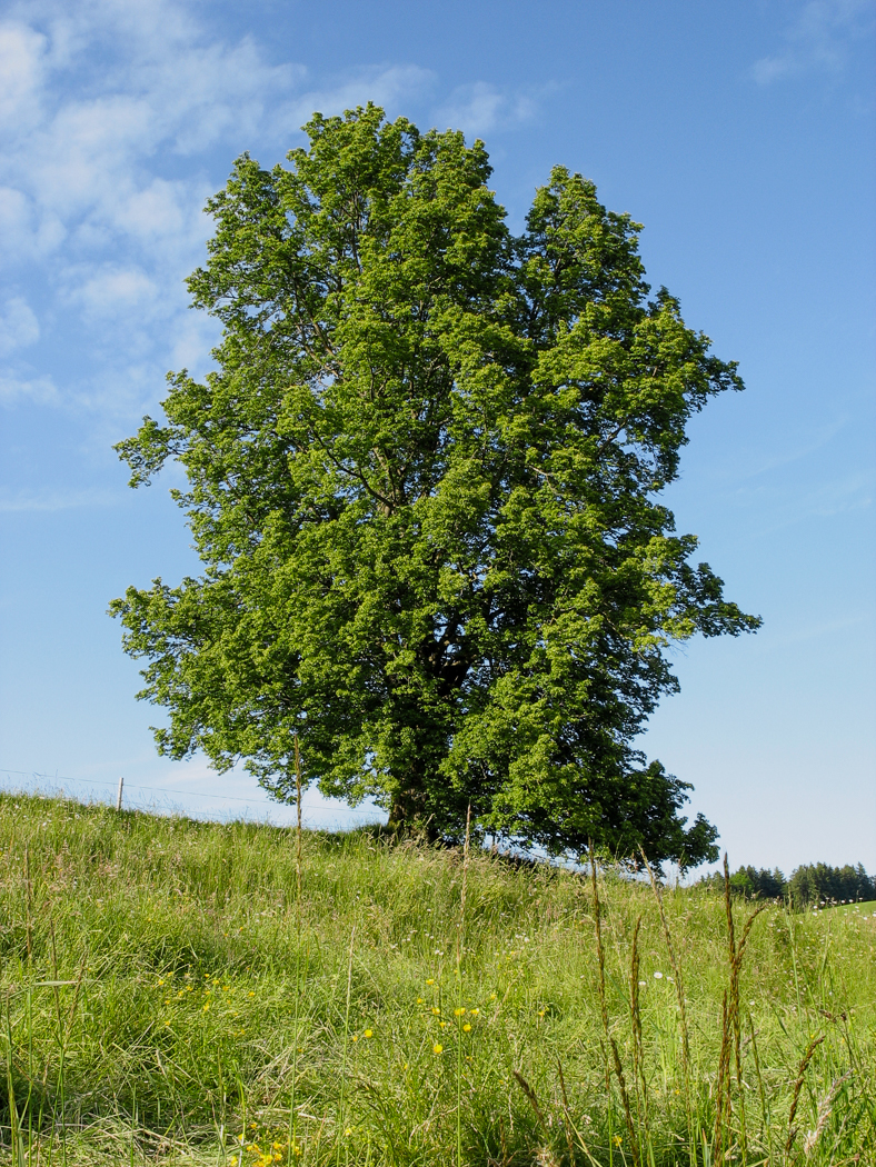 riegsee_aidling_08_eiche_sonne