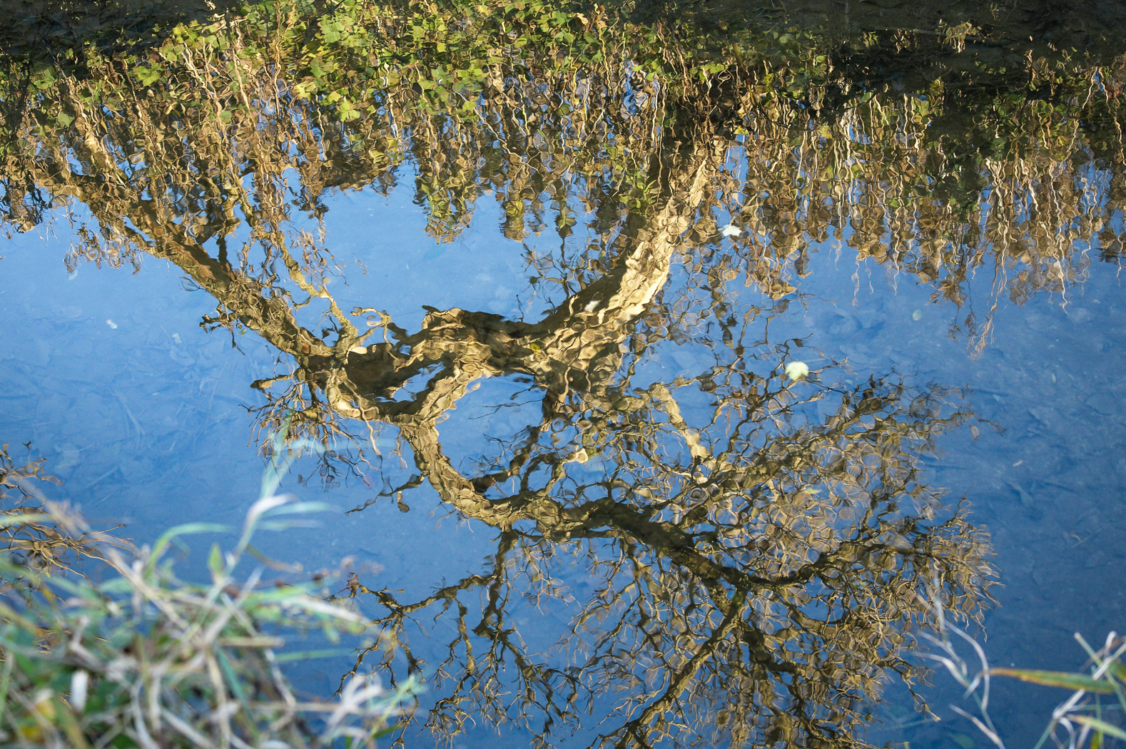 spiegelung_herbst_2012_1