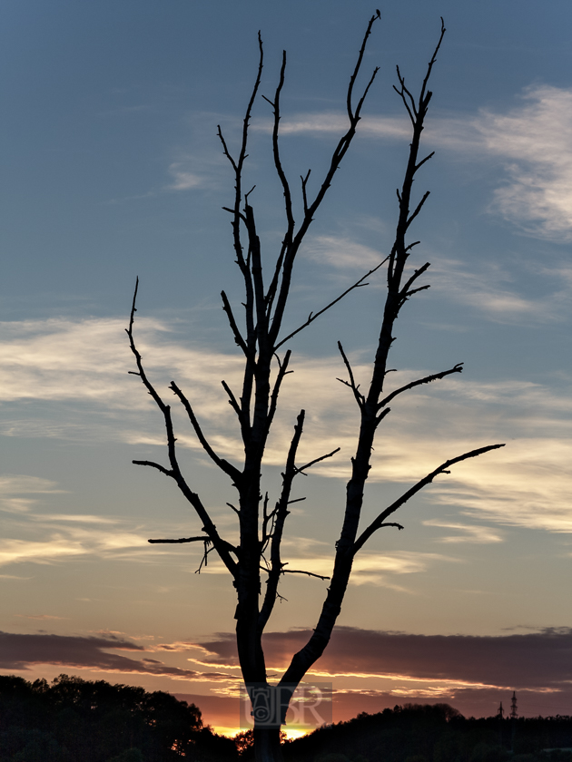 baum_abends_01_vogel