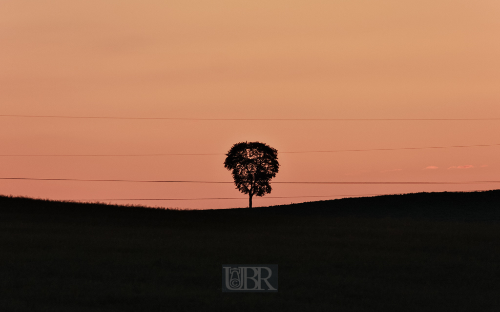 baum_im_abendrot