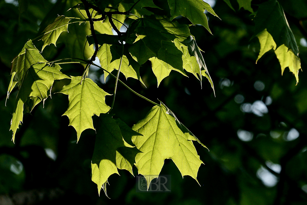 blaetter_jung_im_abendlicht_152