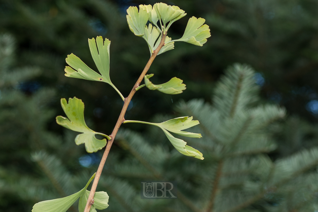 blaetter_sommer_arboretum_01