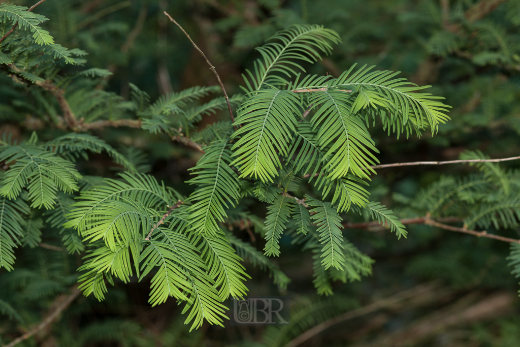 blaetter_sommer_arboretum_02