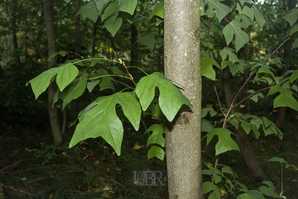 blaetter_sommer_arboretum_03