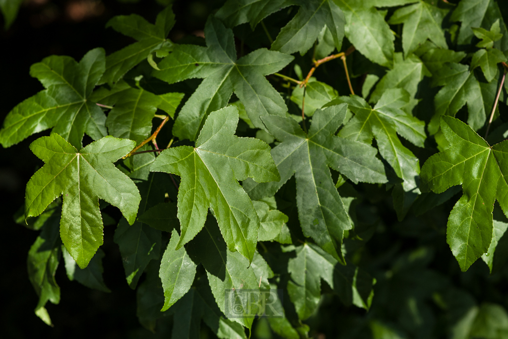 blaetter_sommer_arboretum_04