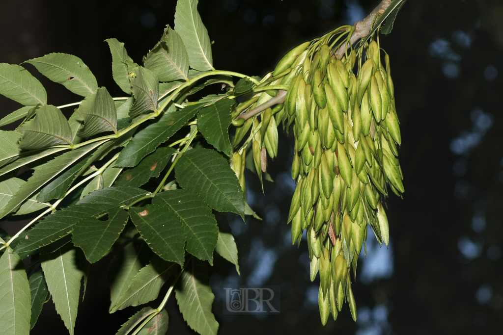 esche_blatt_und_frucht_schleissheim