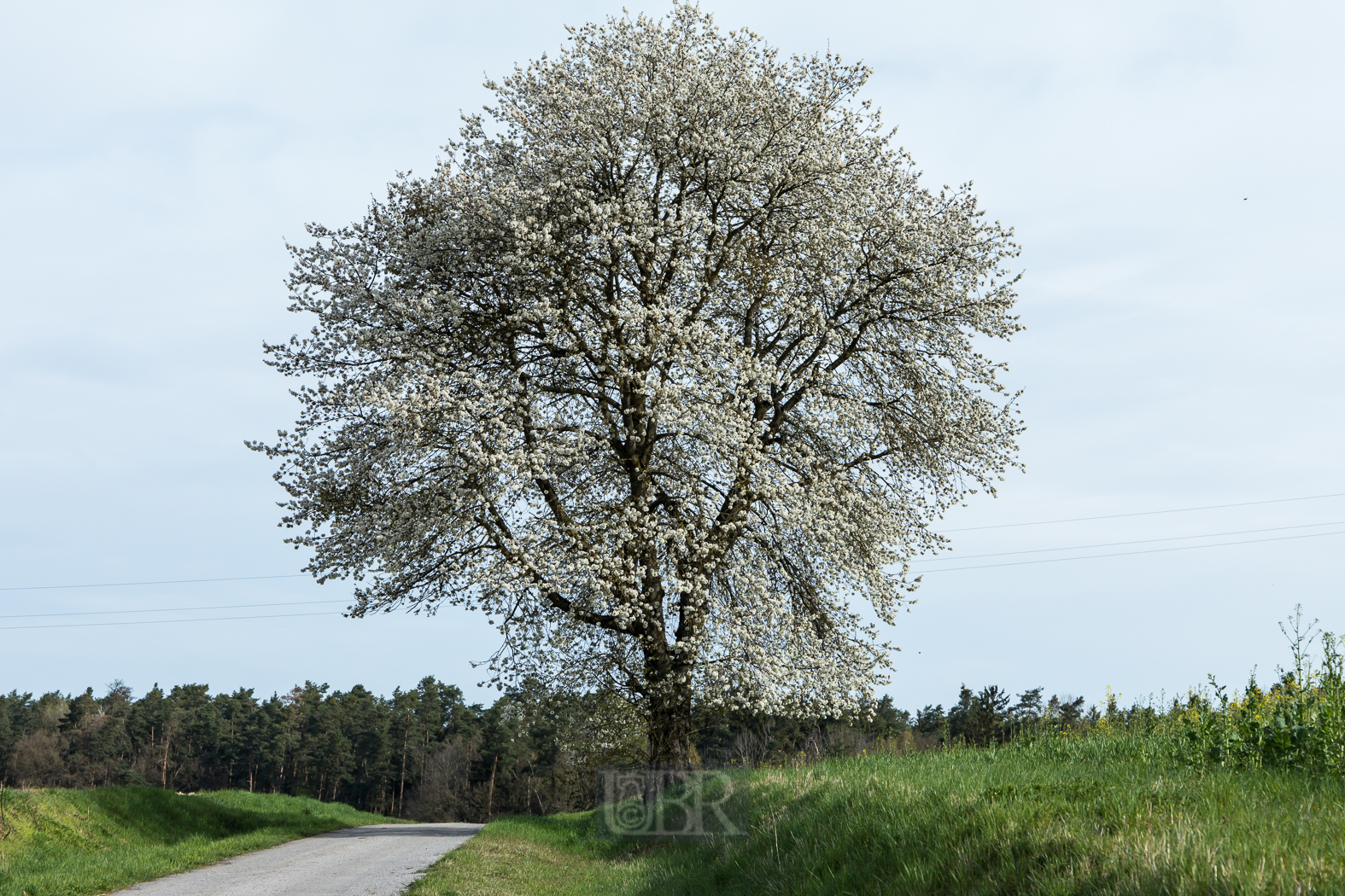 75 mm  1/800 Sek. bei f / 8,0