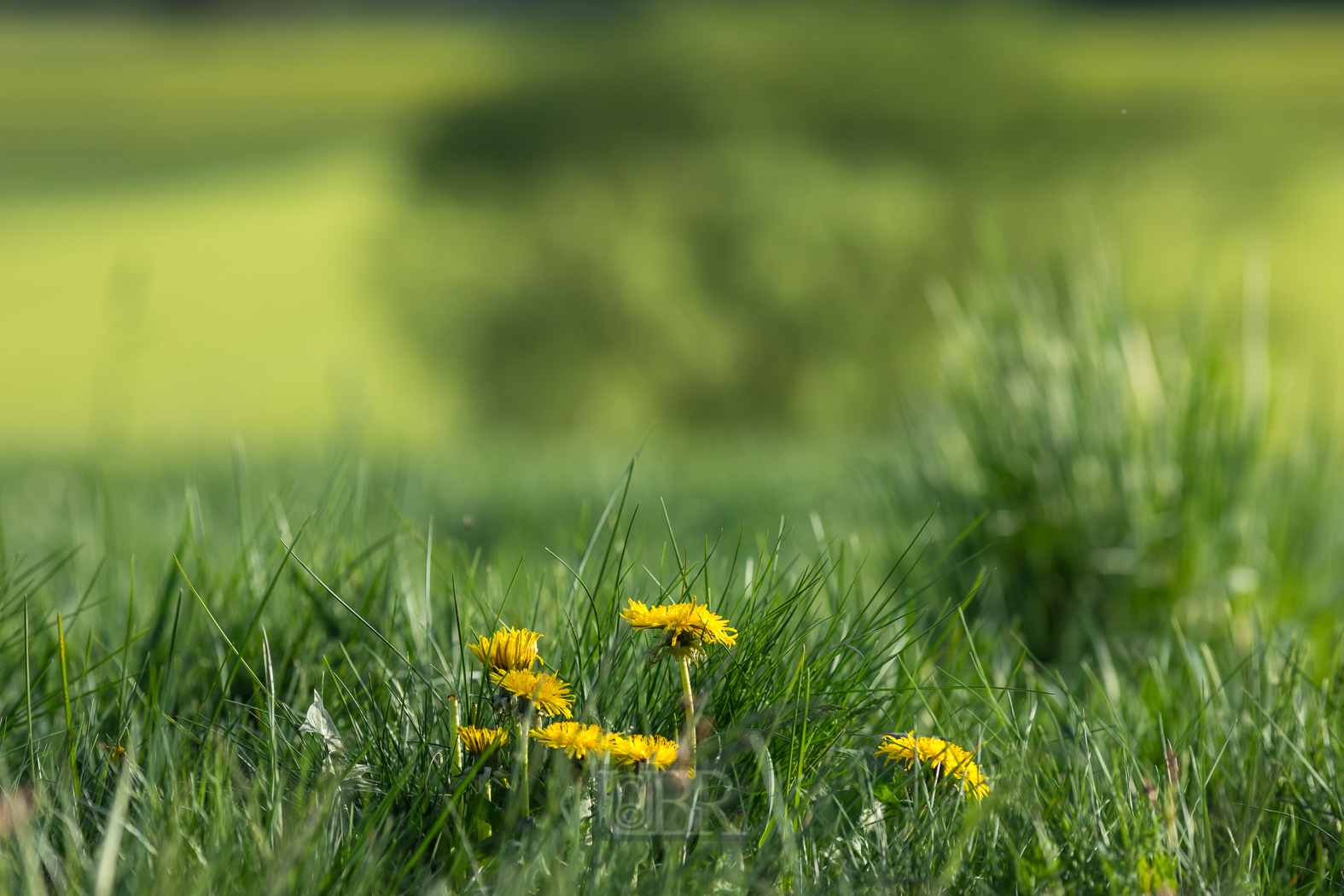 200 mm  1/1000 Sek. bei f / 5,6