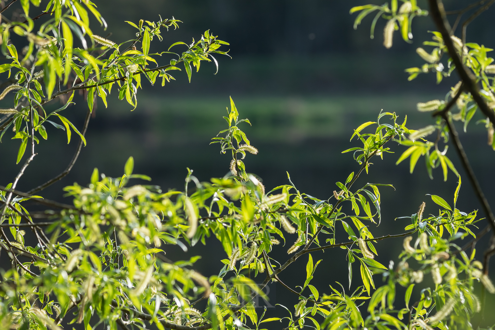 200 mm  1/500 Sek. bei f / 6,3