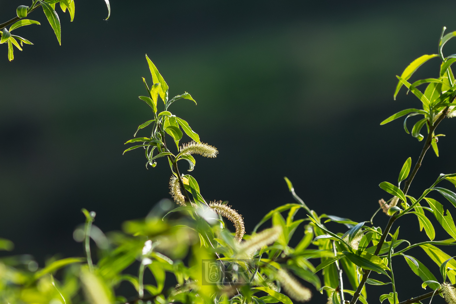 200 mm  1/1000 Sek. bei f / 4,0