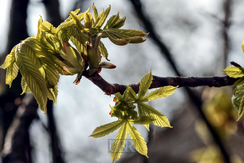 kastanien_knospen_02