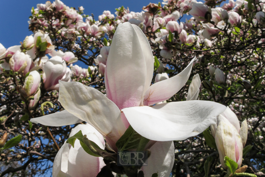 magnolien_weihenstephan_g13