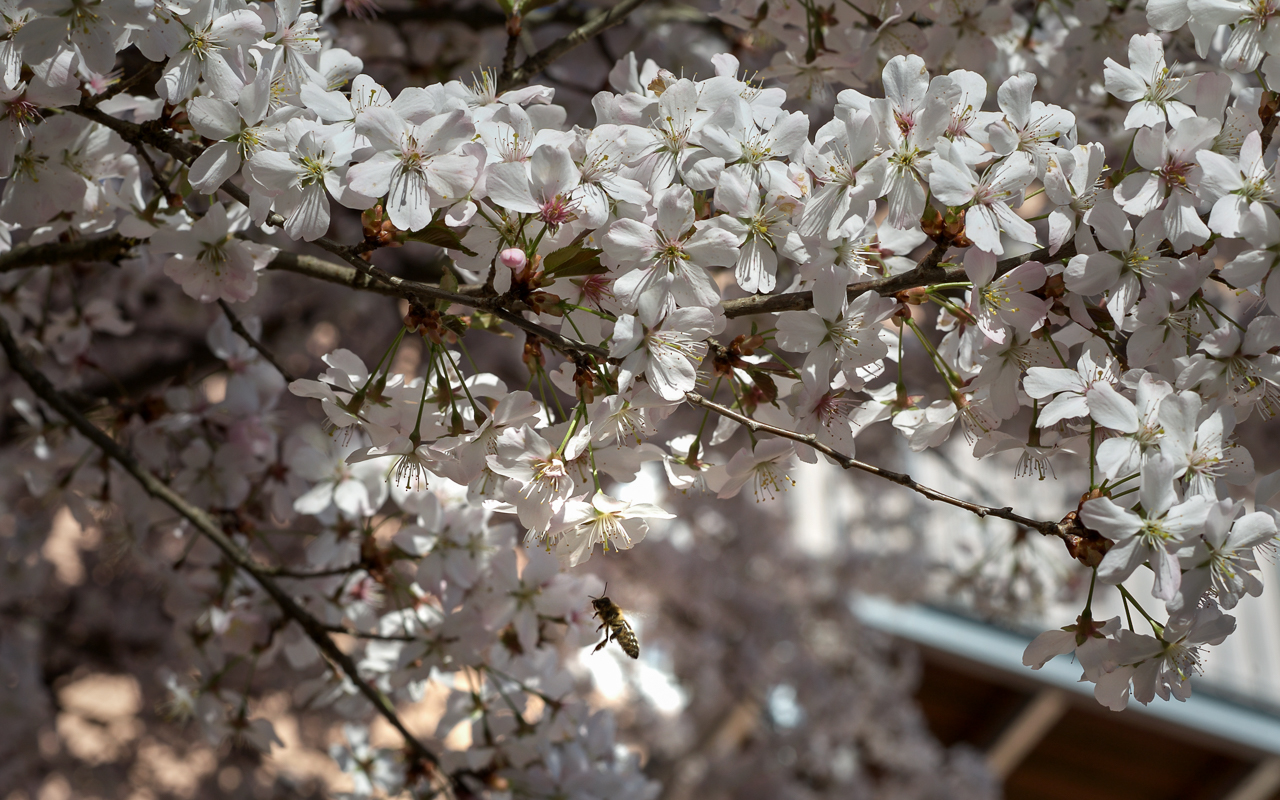 baum_nachbar_bluete_biene