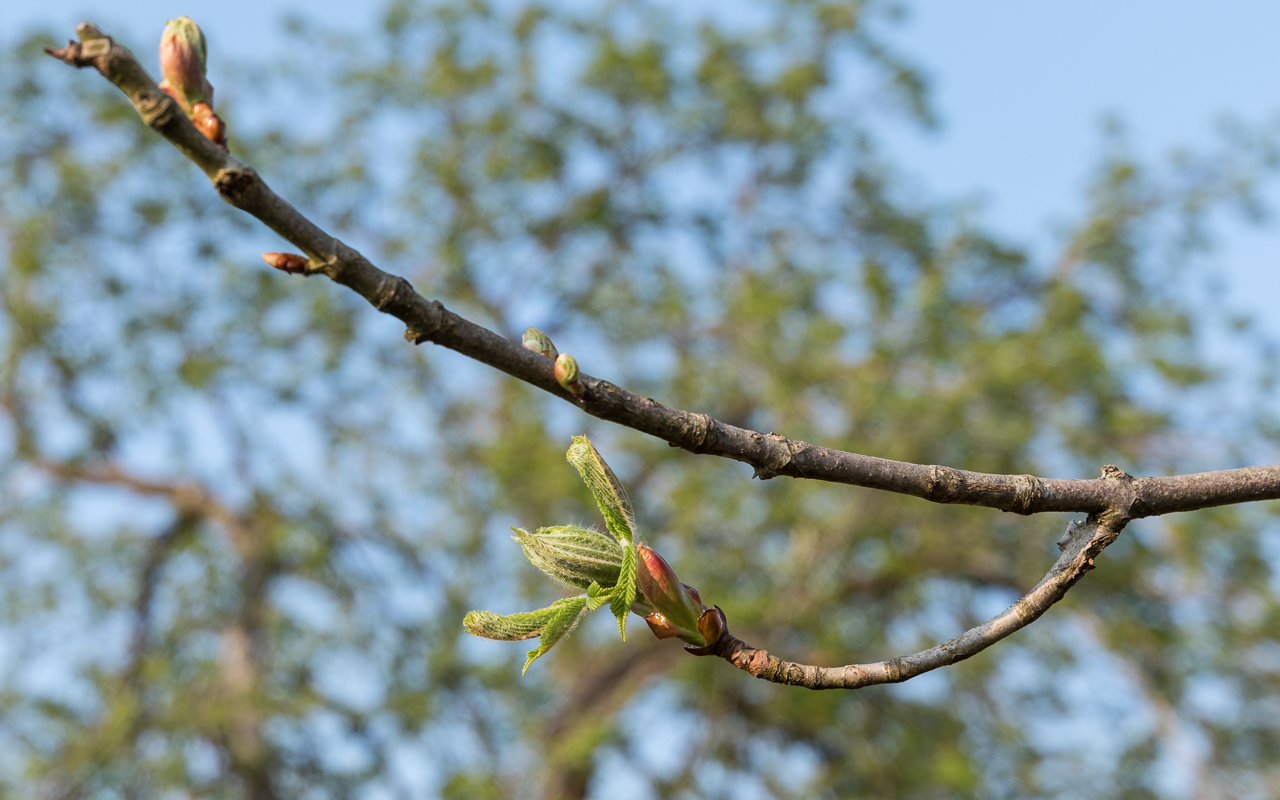 kastanien_knospen_zengermoos_01