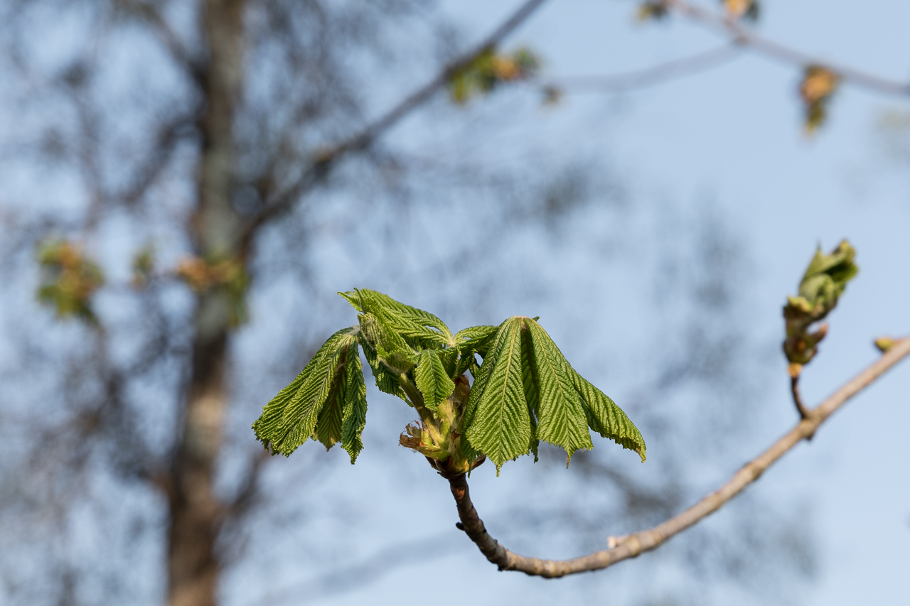 kastanien_knospen_zengermoos_02