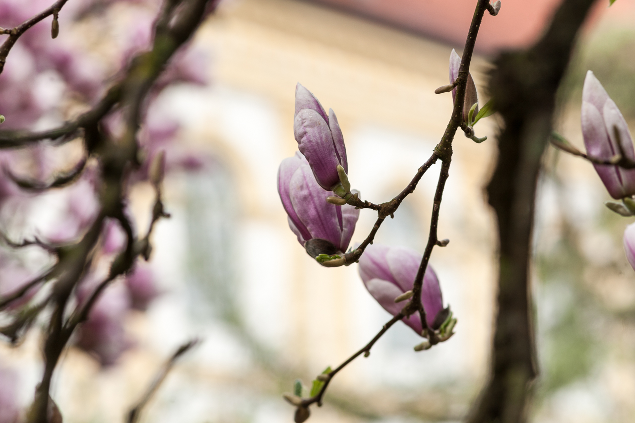 magnolien_hofgarten_dachau_02