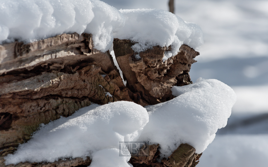 Holz im Schnee