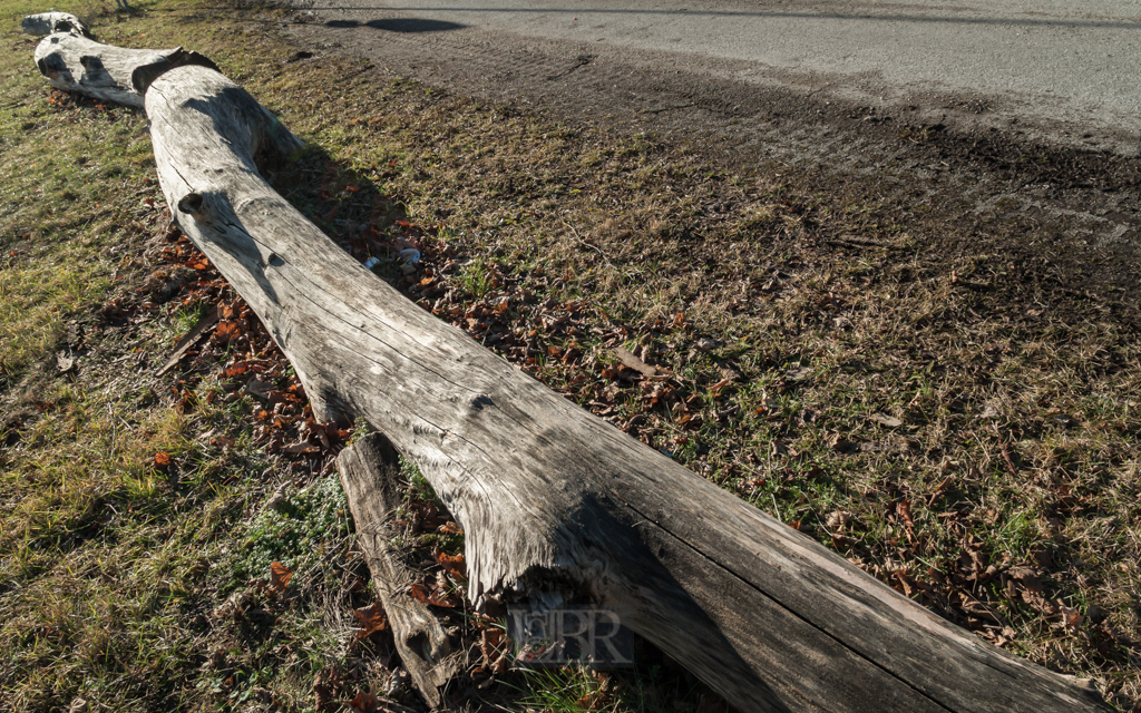 Baum oder Reisenschlange