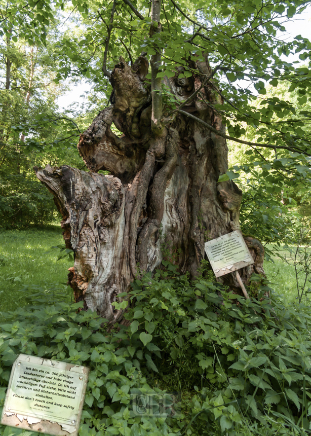 Lindentorso im Schlossgarten Schleißhiem