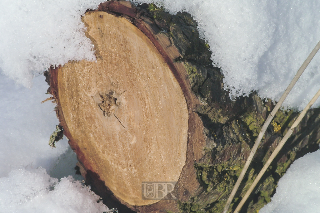 Holz im Schnee