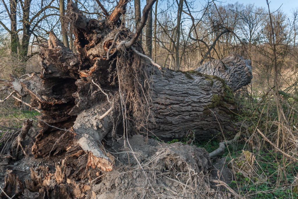 Sturmschäden oder Altersschwäche