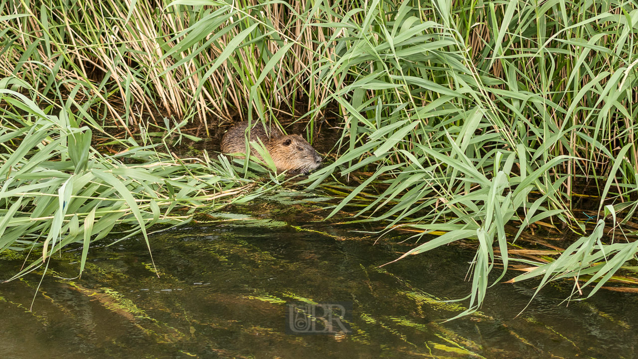 Junger Biber im Bach