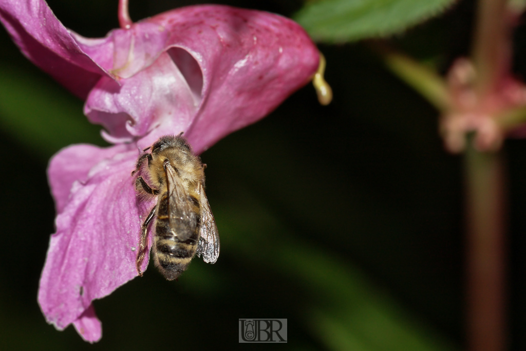 biene_balsamine_03