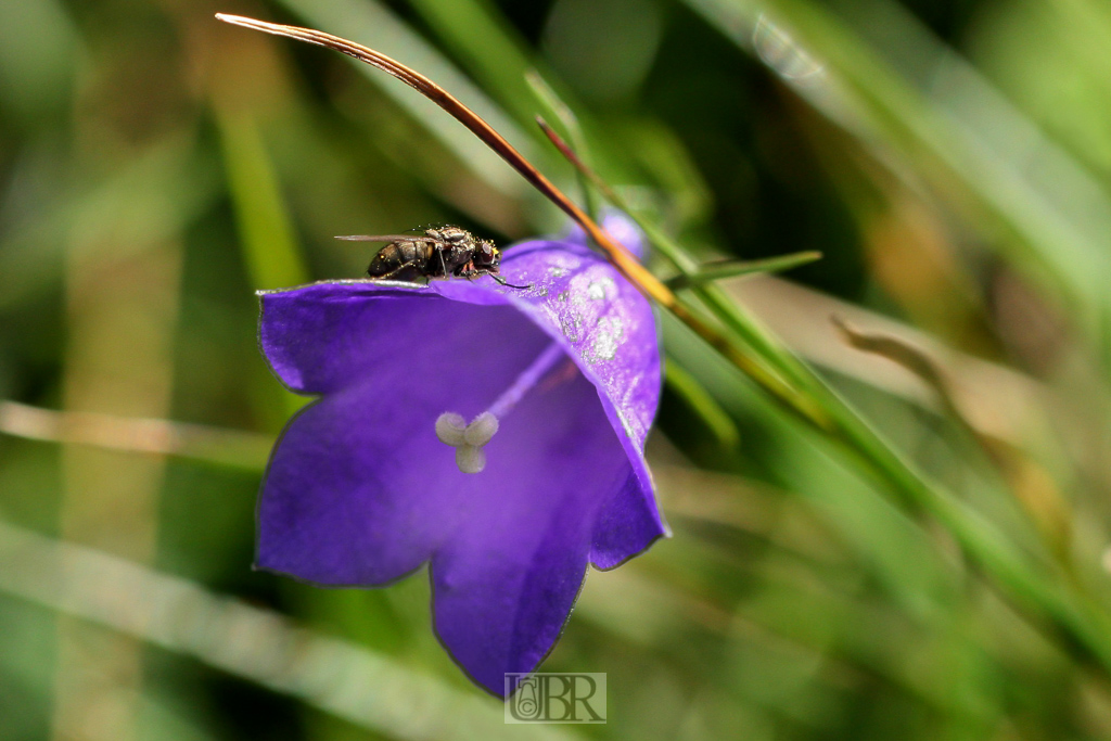 fliege_auf_glockenblume