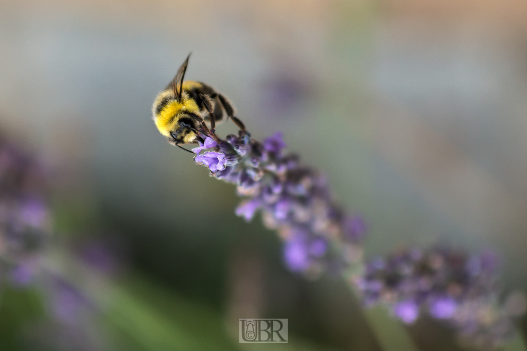 lavendel_bienen_11