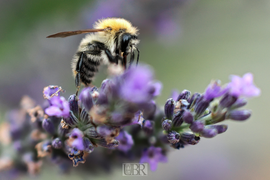 lavendel_bienen_15