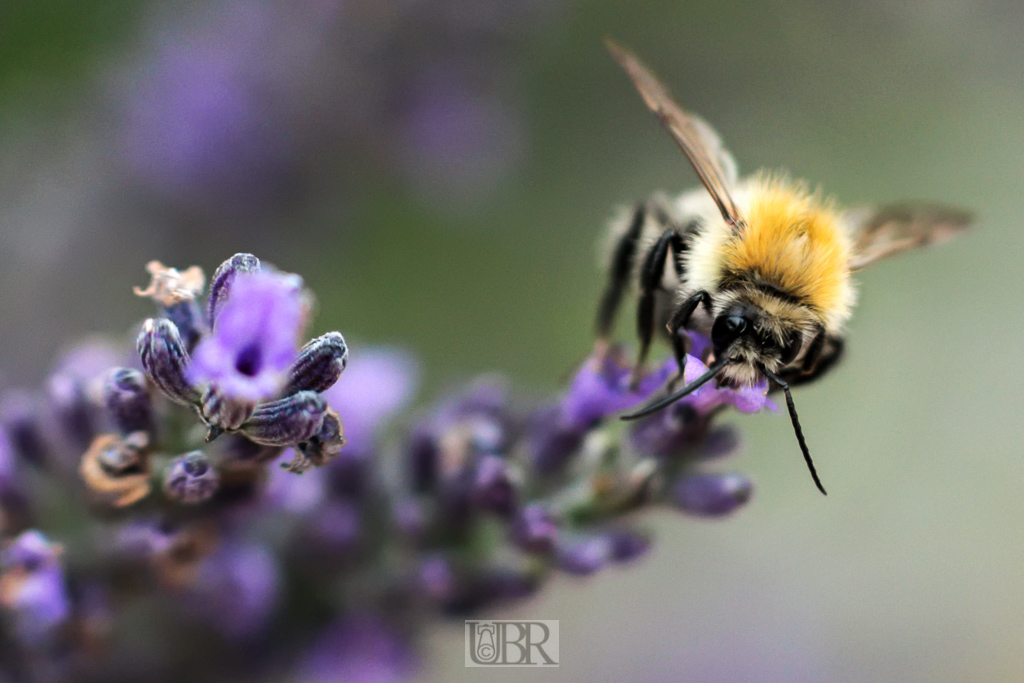 lavendel_bienen_16