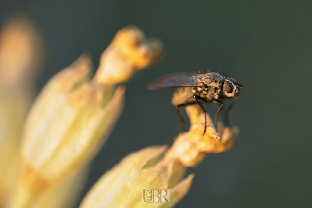 schluesselblume_mit_fliege_154