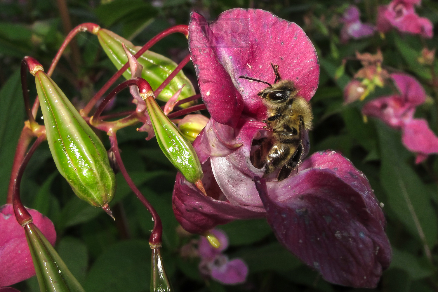 biene_und_balsamne_g111