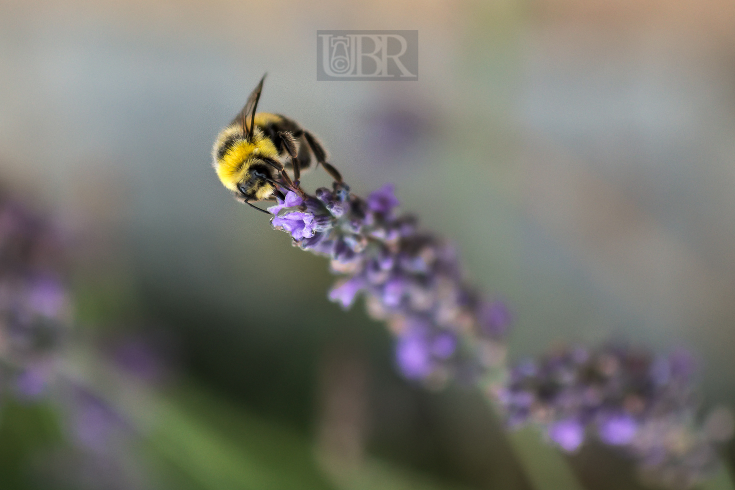 lavendel_bienen_11