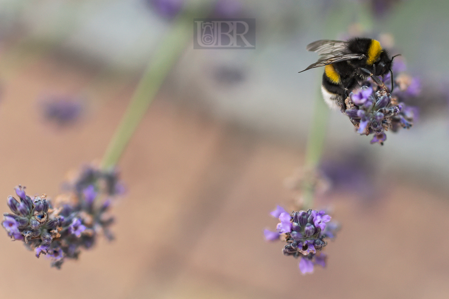 lavendel_bienen_12