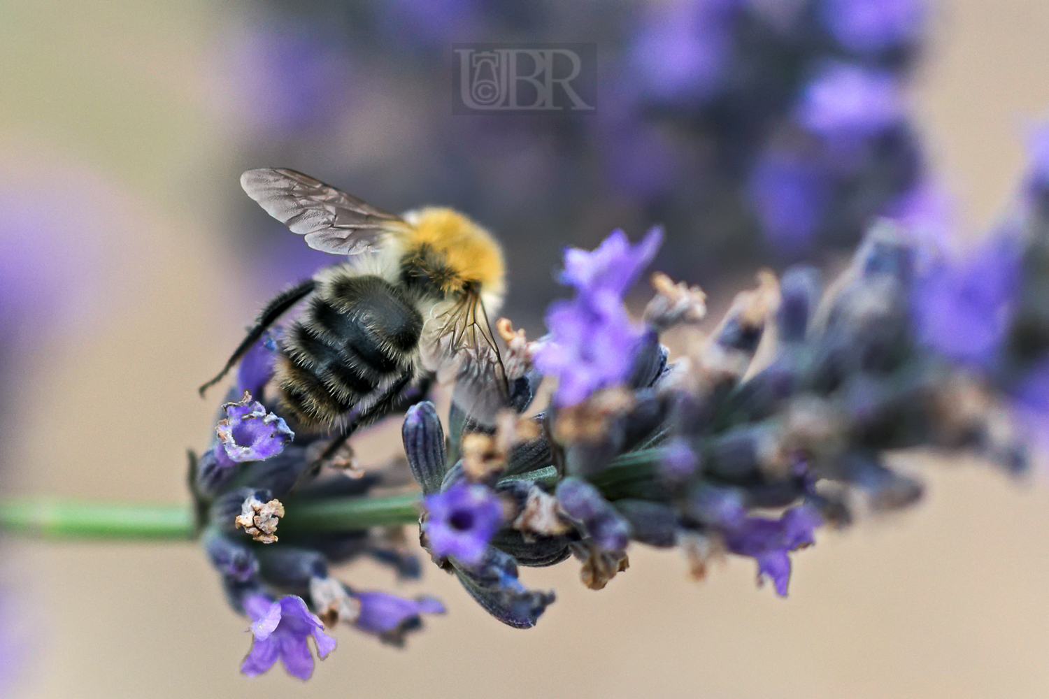 lavendel_bienen_14