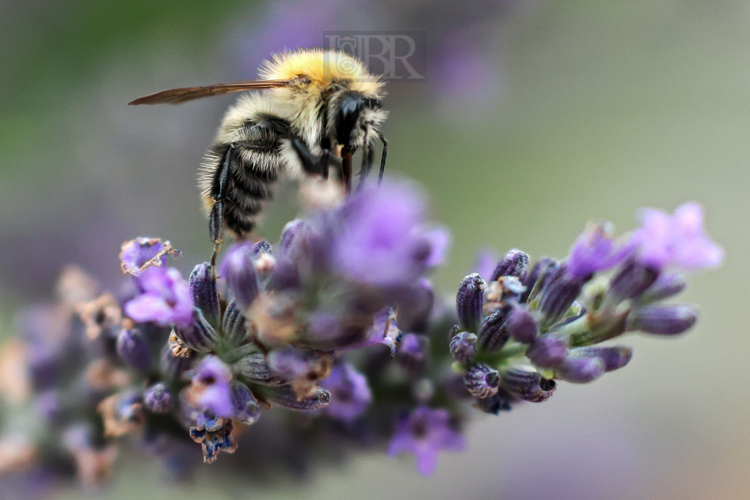 lavendel_bienen_15