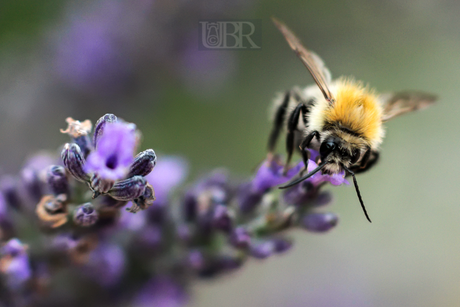 lavendel_bienen_16