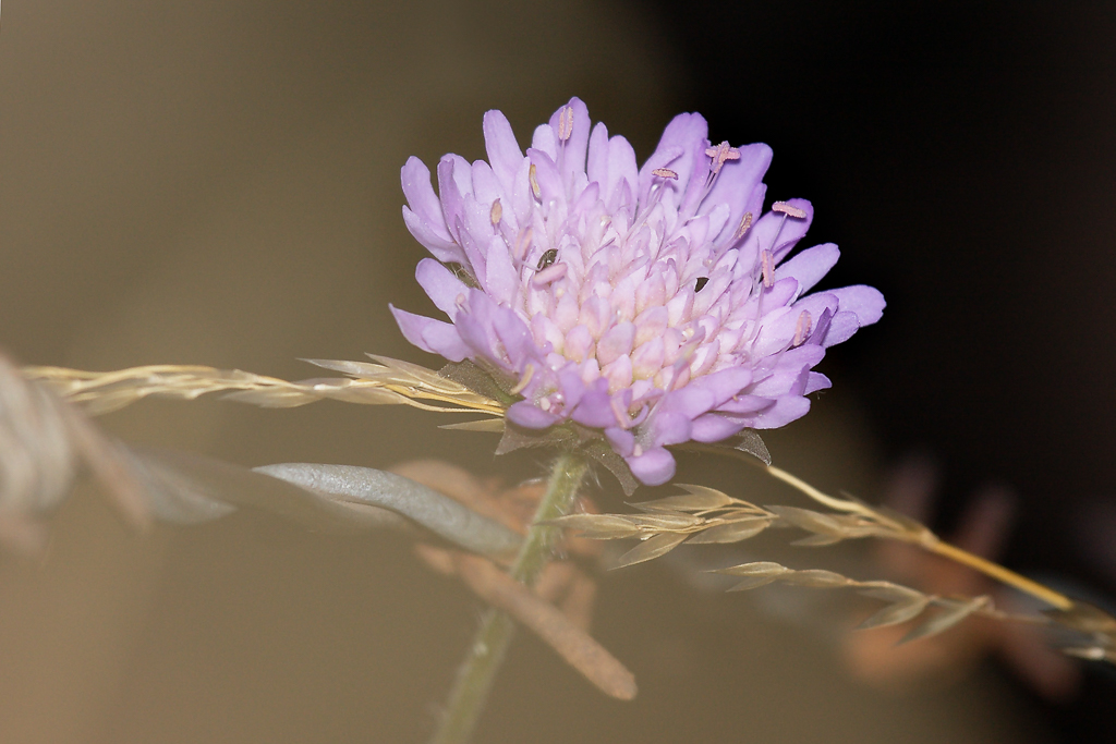 acker_witwenblume_verdrahtet