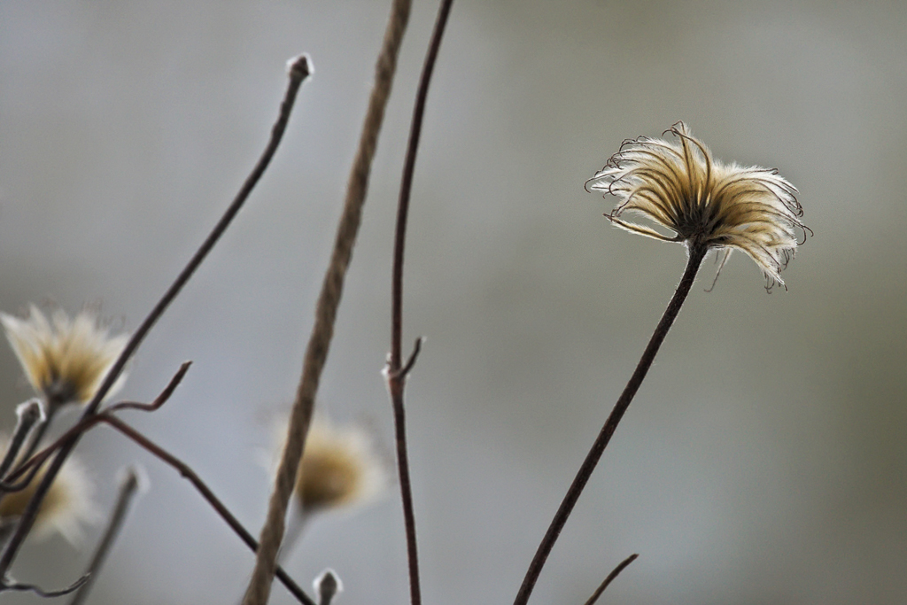 clematis_wintertrocken