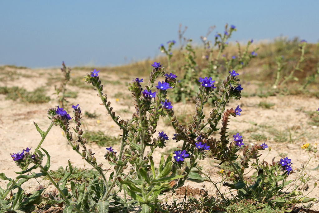 ochsenzungen_am_strand