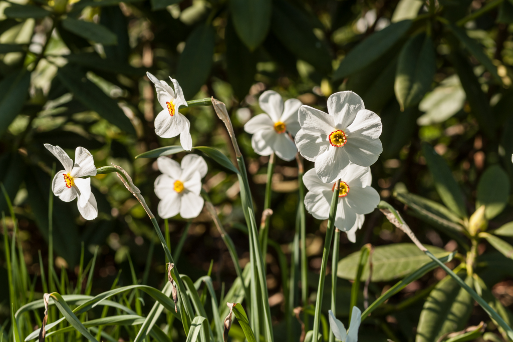 ostergrlocken_weiss